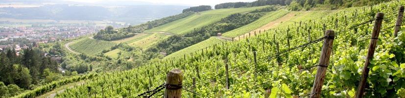 ZB_Weinberg_Freizeitl.jpg